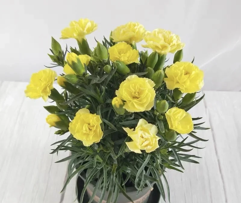 黄色康乃馨带花苞发货