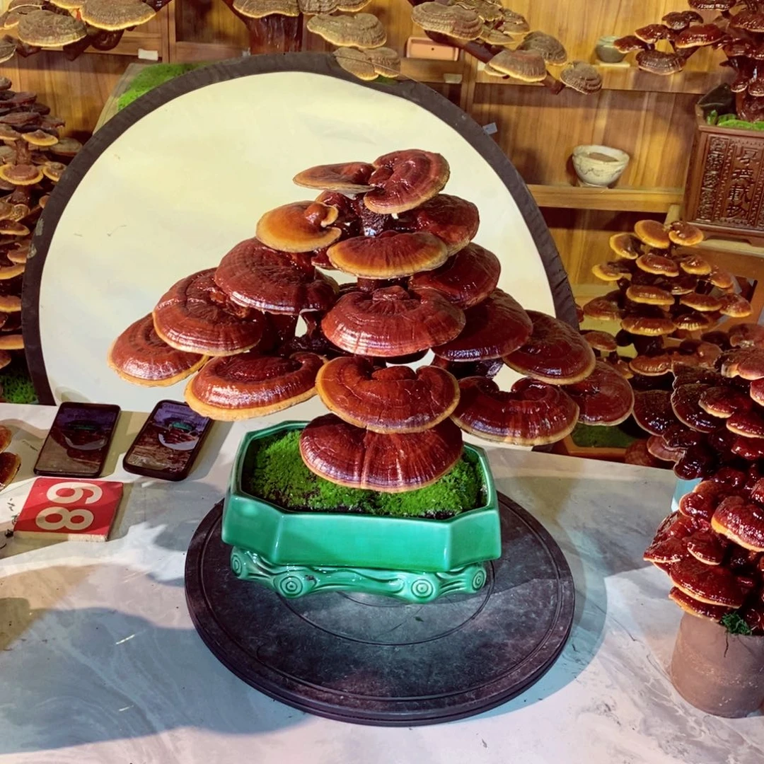 淄***梅无花朵发财树发财树发财树