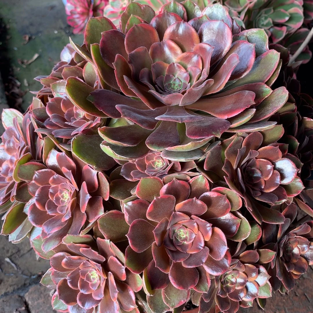 恶魔之吻，多肉植物