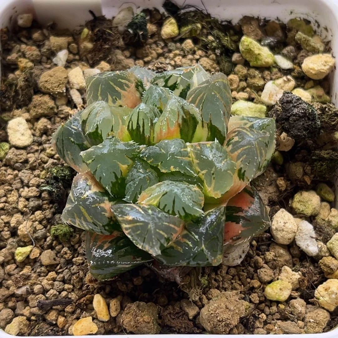 404赤斑玉露锦发发发发发发