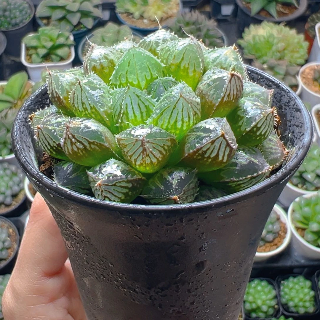 楼兰玉露多肉多肉多肉