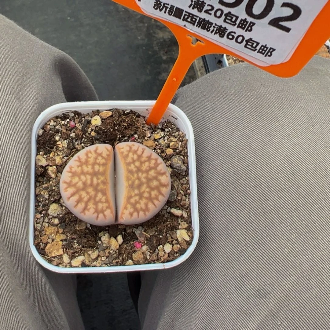 902 一物一拍，默认有伤，介意勿拍，不退不换