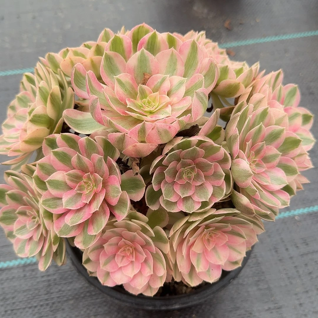 倾城法师美美美美