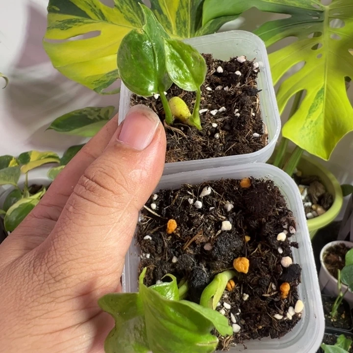 大***冰完全开放龟背竹种苗