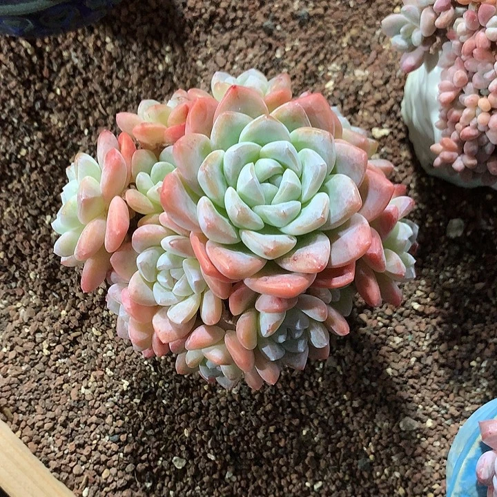 冰玉捧花群生一体无砍