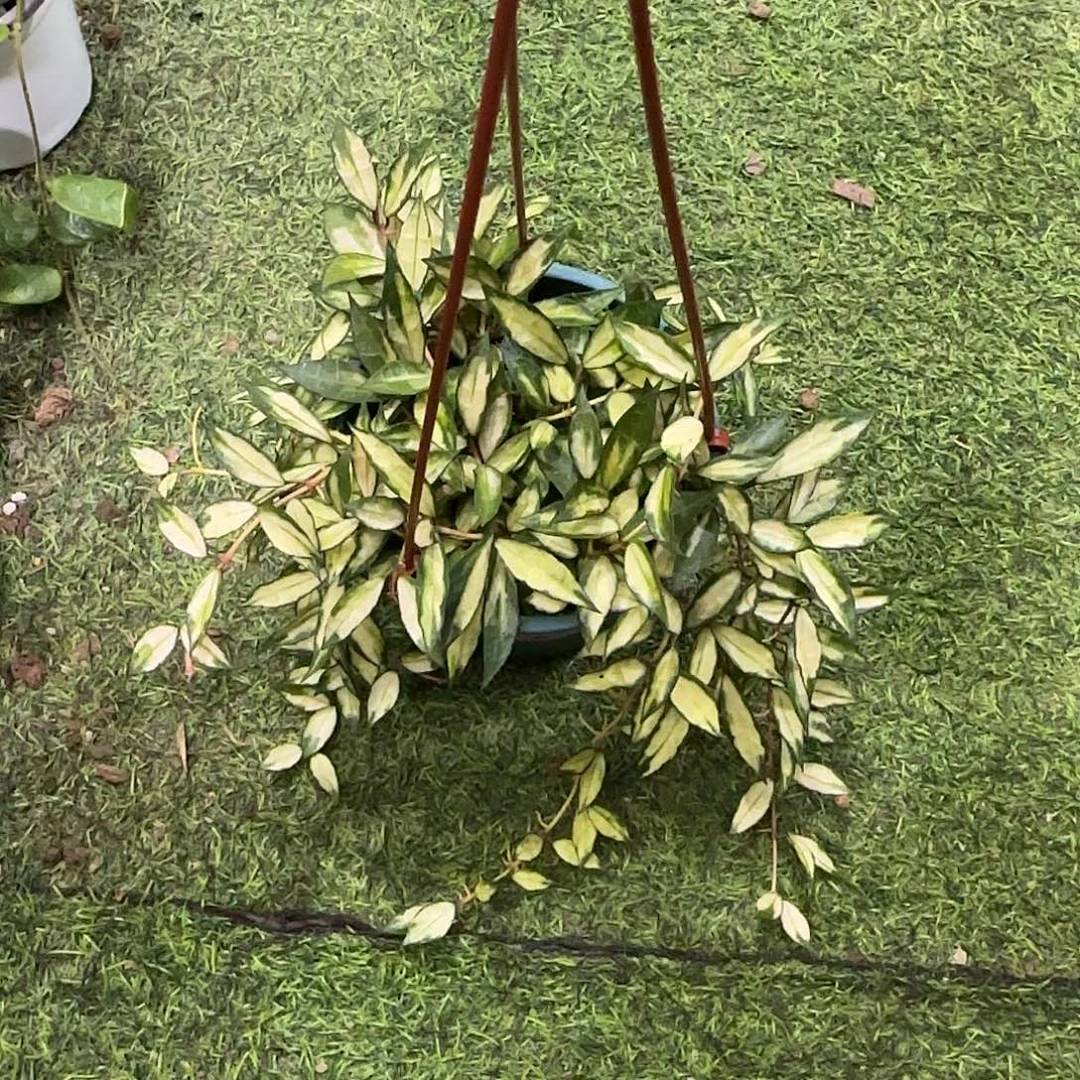 无花朵天涯球兰小棵