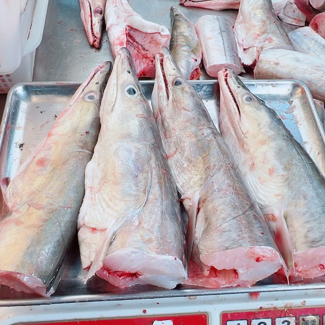 中国大陆四个鳗鱼头