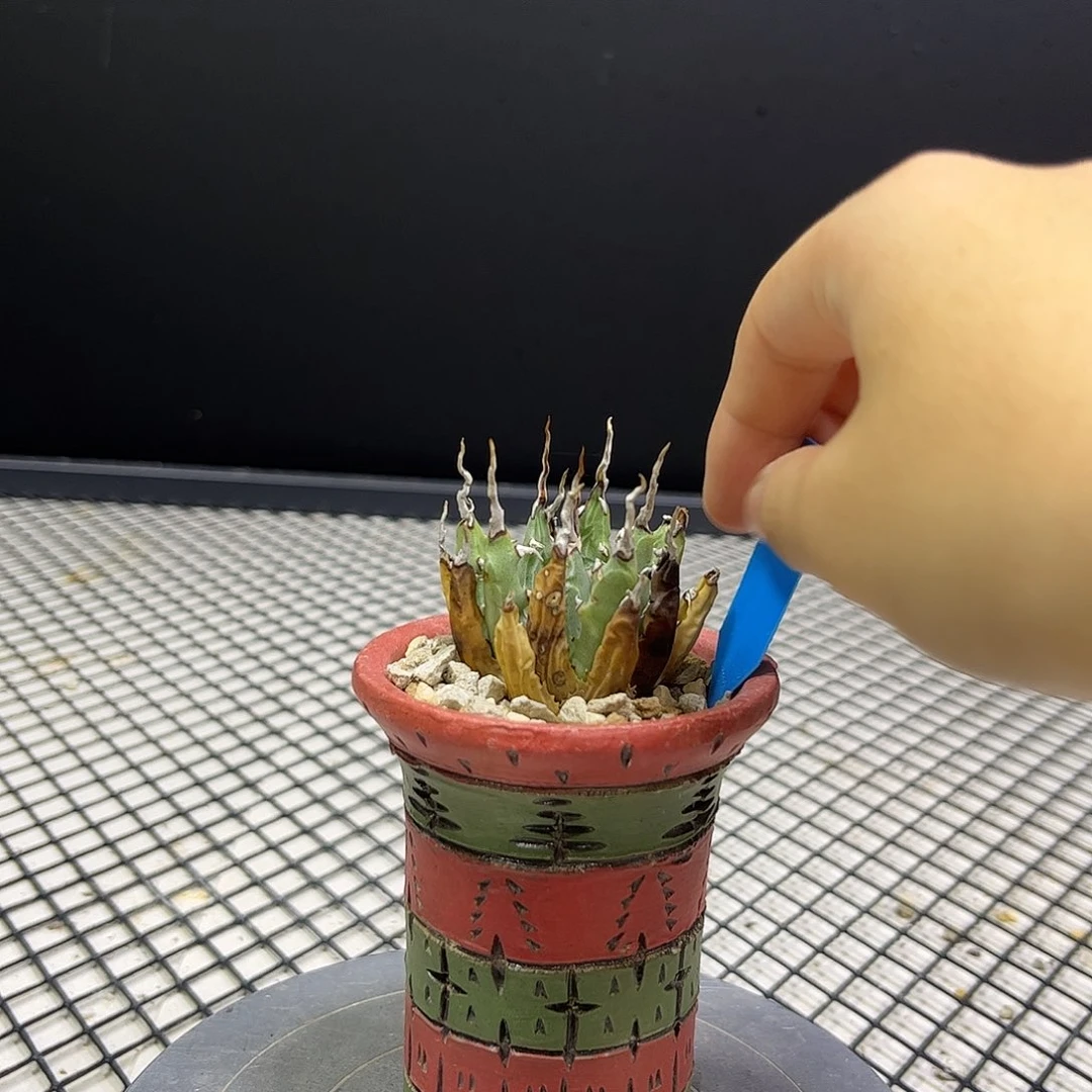 无花朵曲刺妖炎800