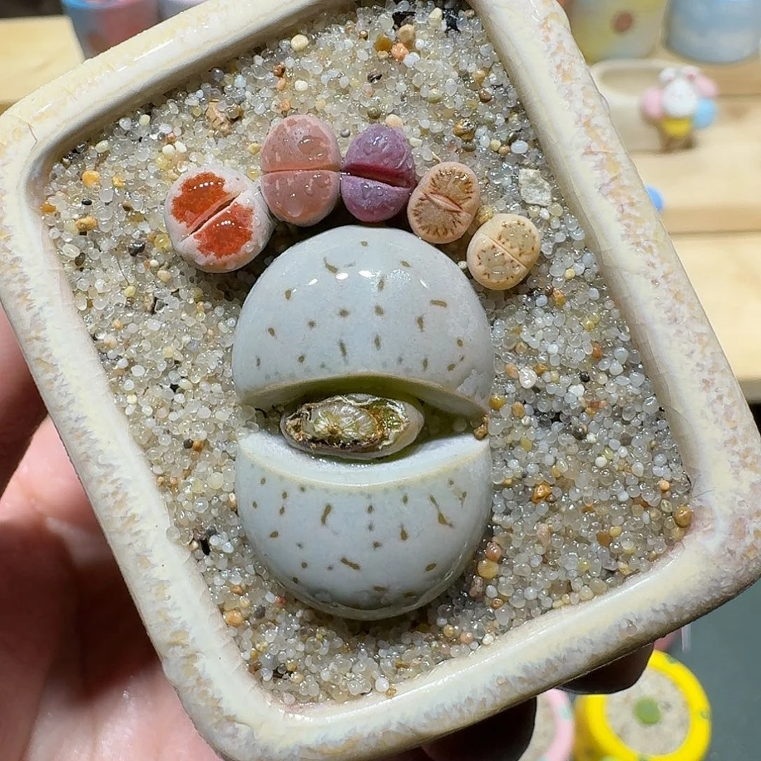 红陶蘑菇429彩拼