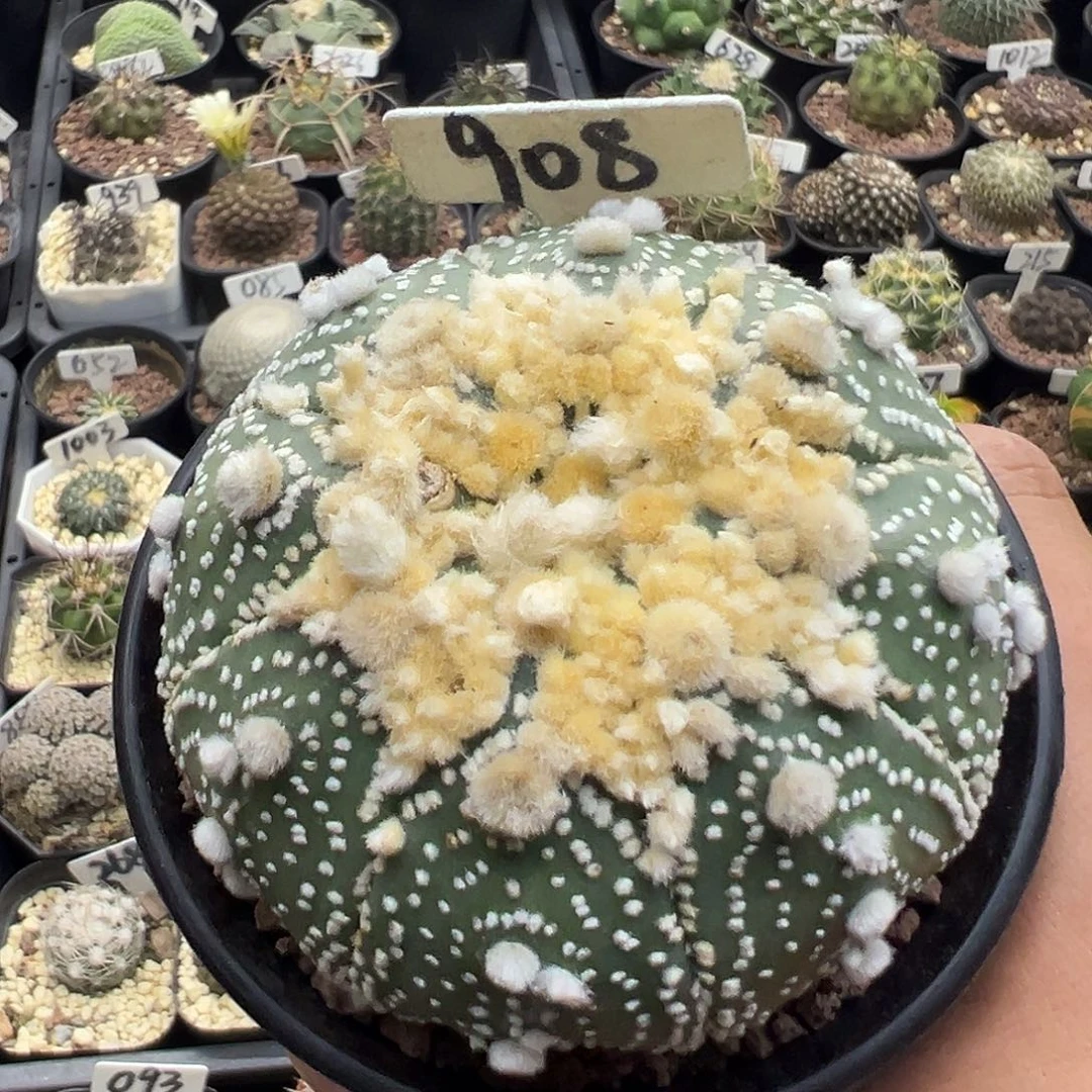 908实生花园兜实生