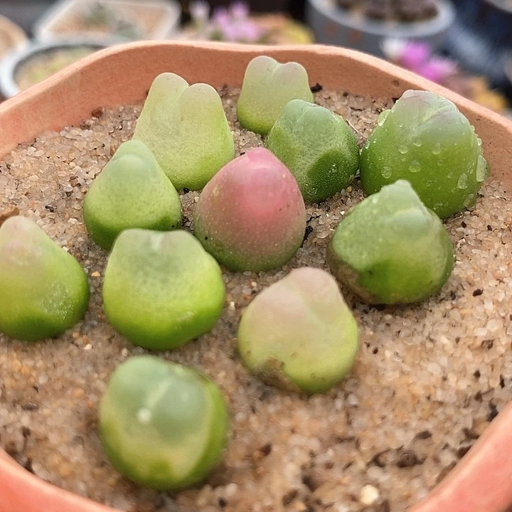 7506拉登一颗   1473.18