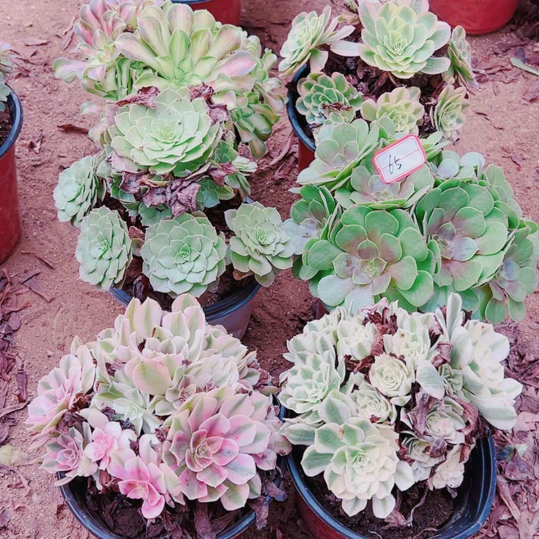 【闪购商品】无花朵@****单65号套餐6颗多肉植物