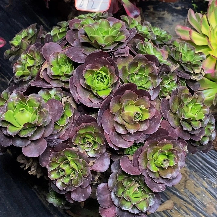 魅金玫瑰法师812号