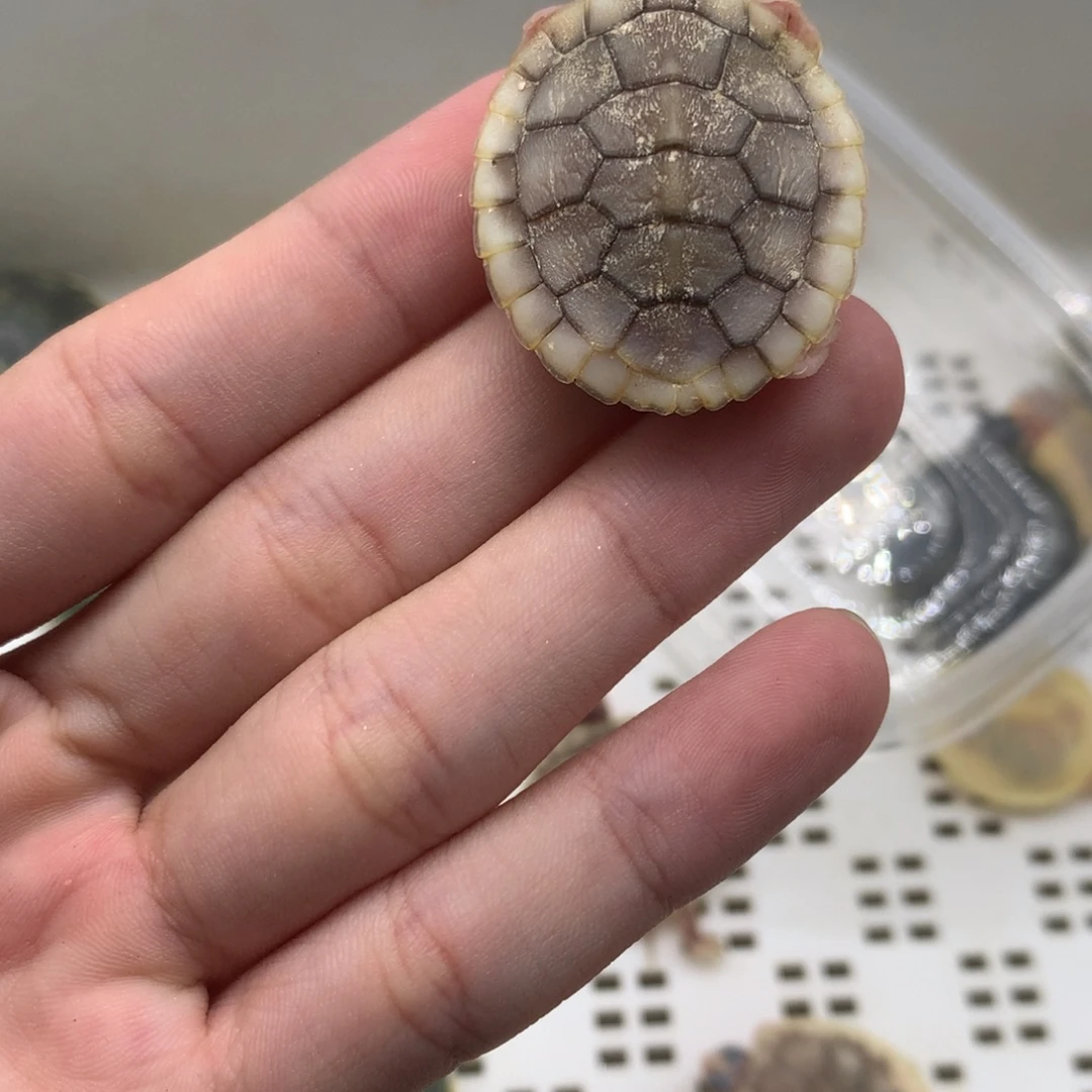 不分公母巴西彩龟