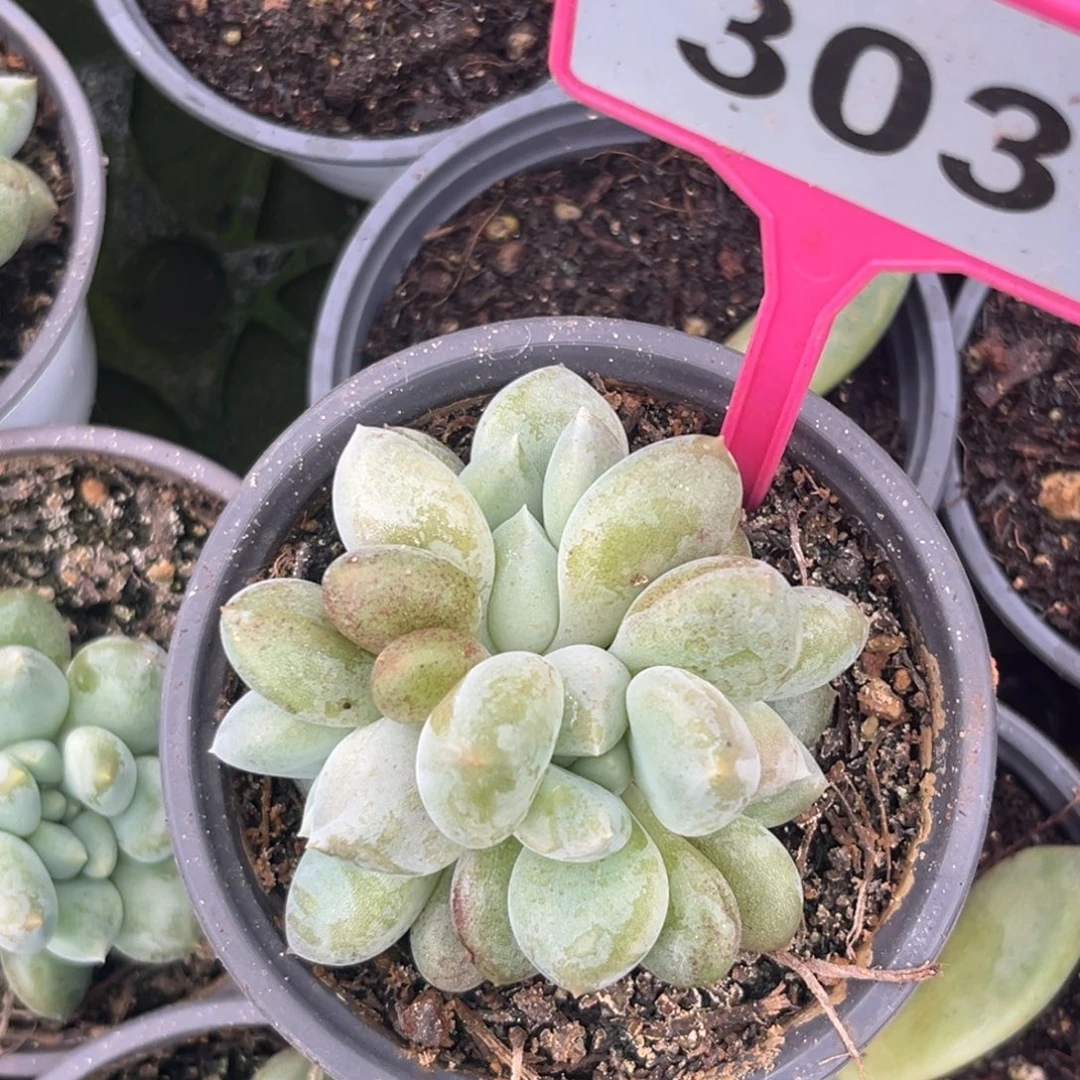 哥特多肉植物303.