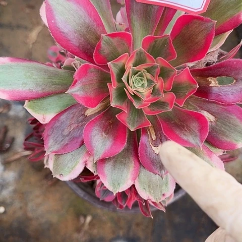 多肉植物粉女郎730