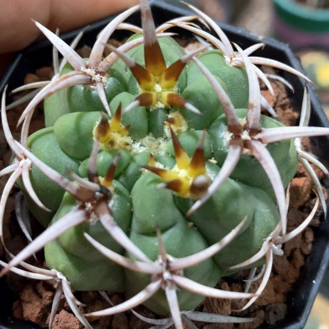 孤品实生顶级爆种五十铃碧岩玉5cm刺宽0.35