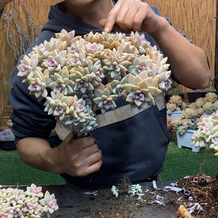 缘***！424 号淡雪多肉植物