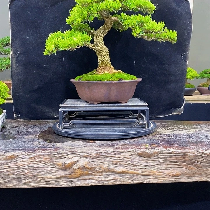 无花朵黄杨盆景四季常青