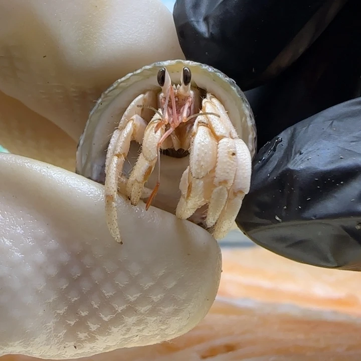 A67奶黄色 灰白1.0cm口径