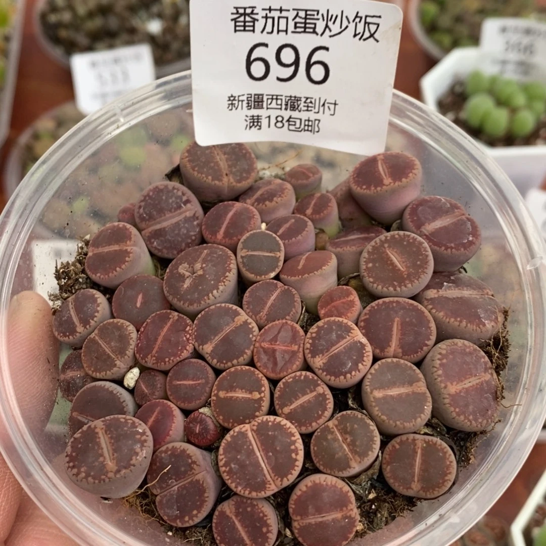 感谢您的支持，00696