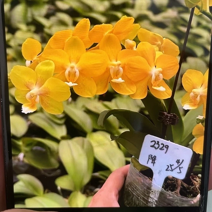 完全开放小南瓜3.0寸多花剑带花苞叶片微瑕介意慎拍