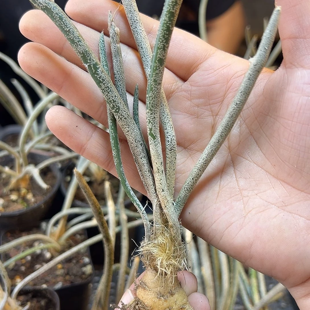 实生美杜莎肚子2公分1颗