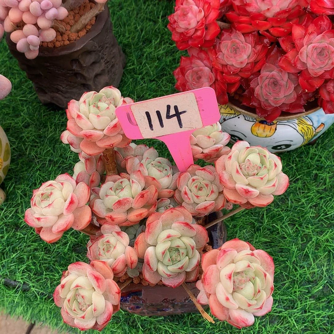 用***7香草多肉植物121