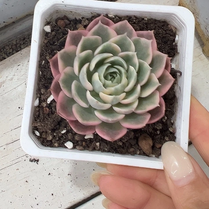 沙漠玫瑰锦多肉植物