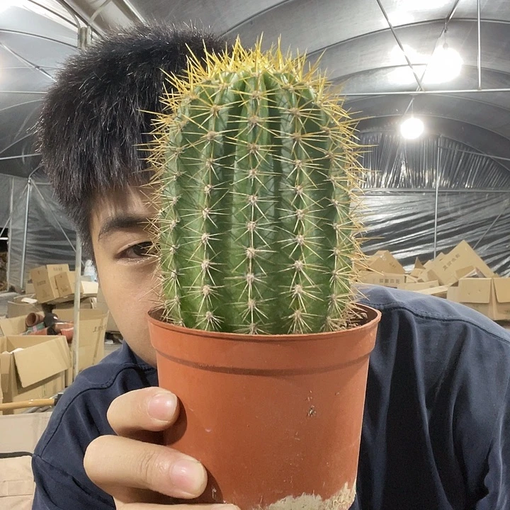 毛花柱毛花柱毛花柱