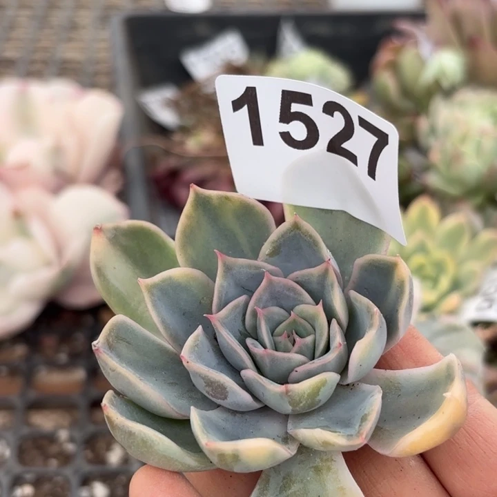 头盖锦满18包邮当场凑单凑不满发顺丰到付