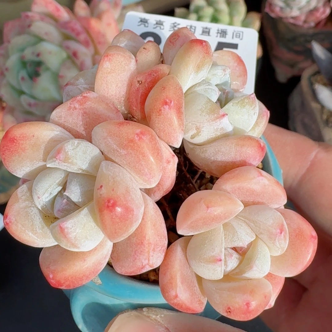 冰玉群生      愿你一路坦途，乘风破浪展宏图