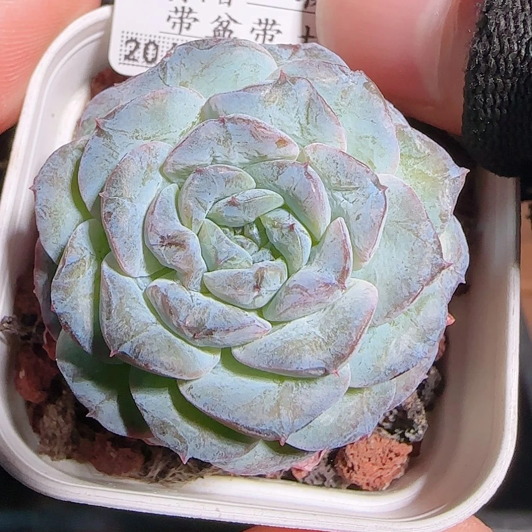 多肉1101--106糖心