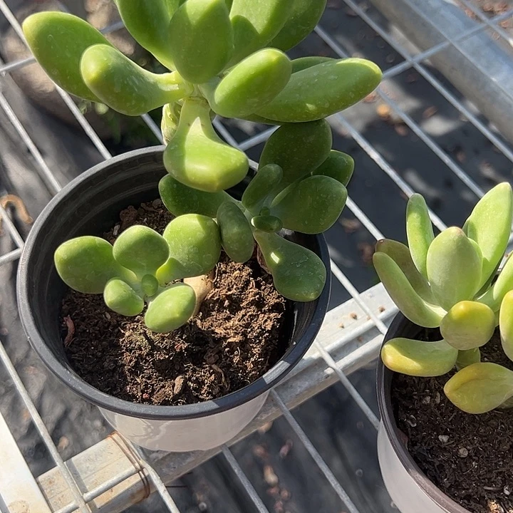 群生的金蟾多肉植物精品