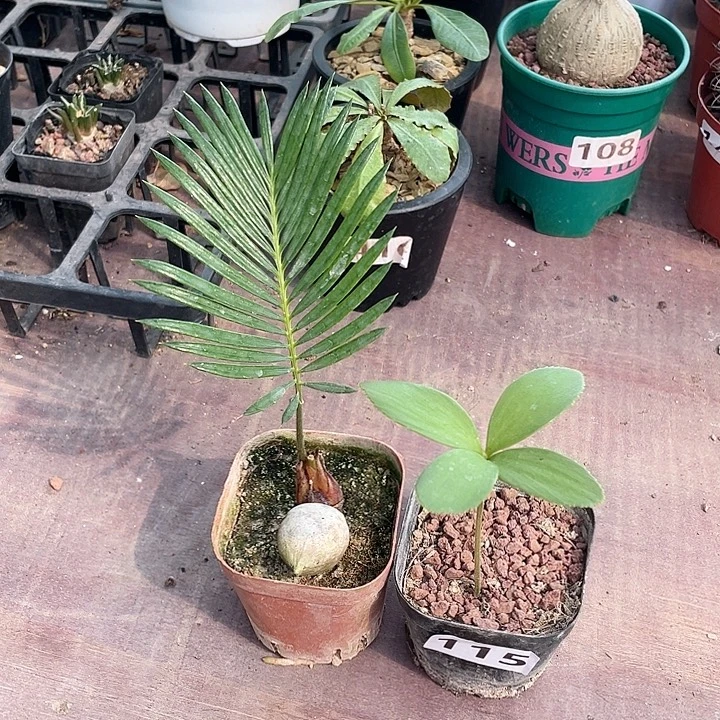 115墨西哥铁树➕白鳞铁