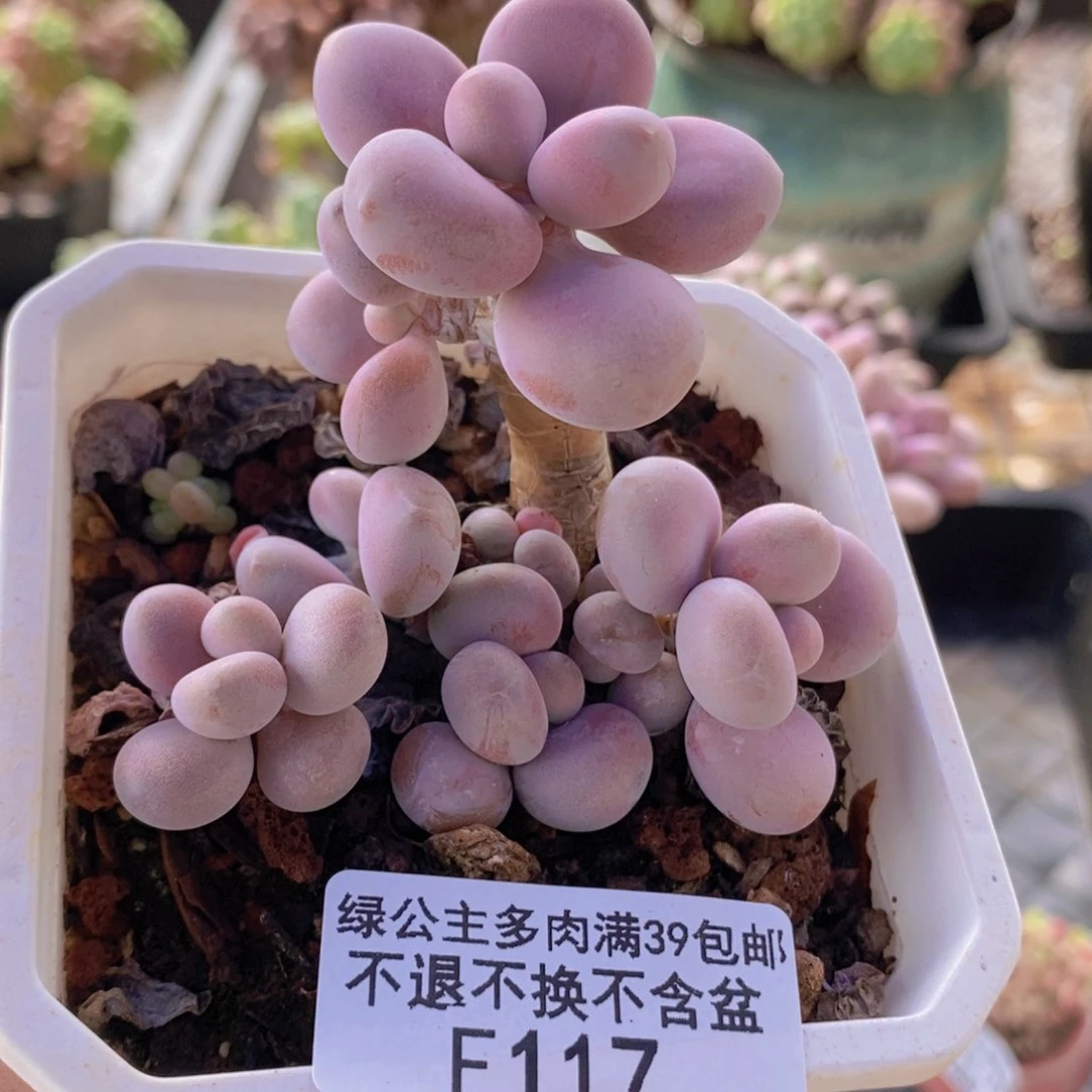 腰子桃蛋7cm117多肉植物