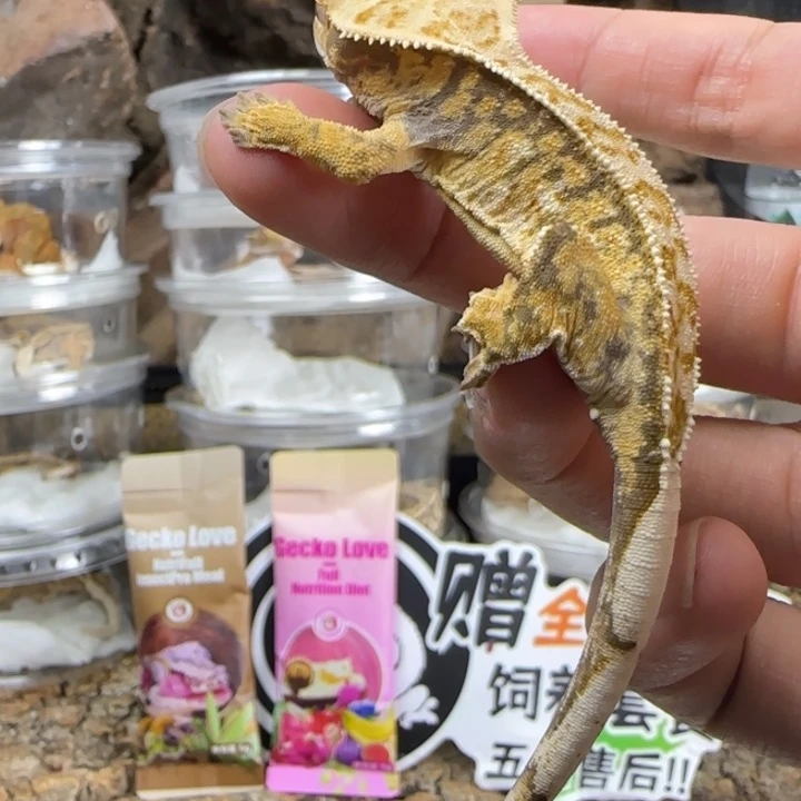 月***岛睫角守宫直线超三