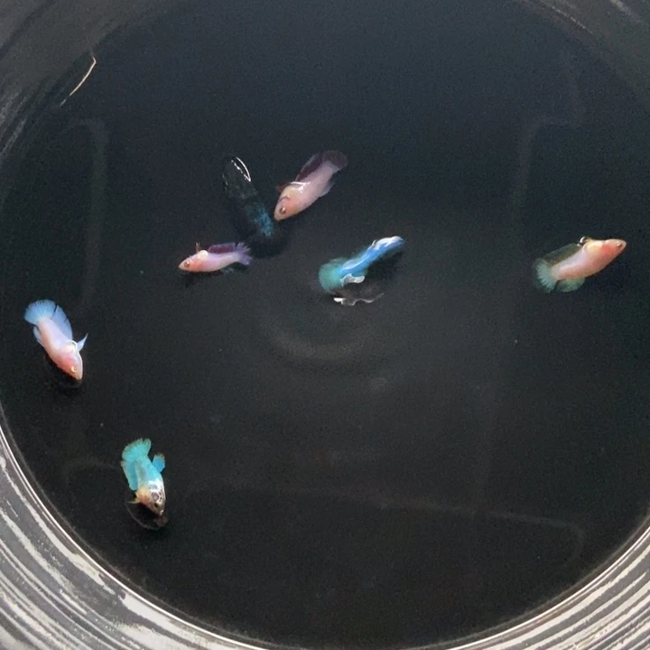 斗鱼包活不包损所见即所得497