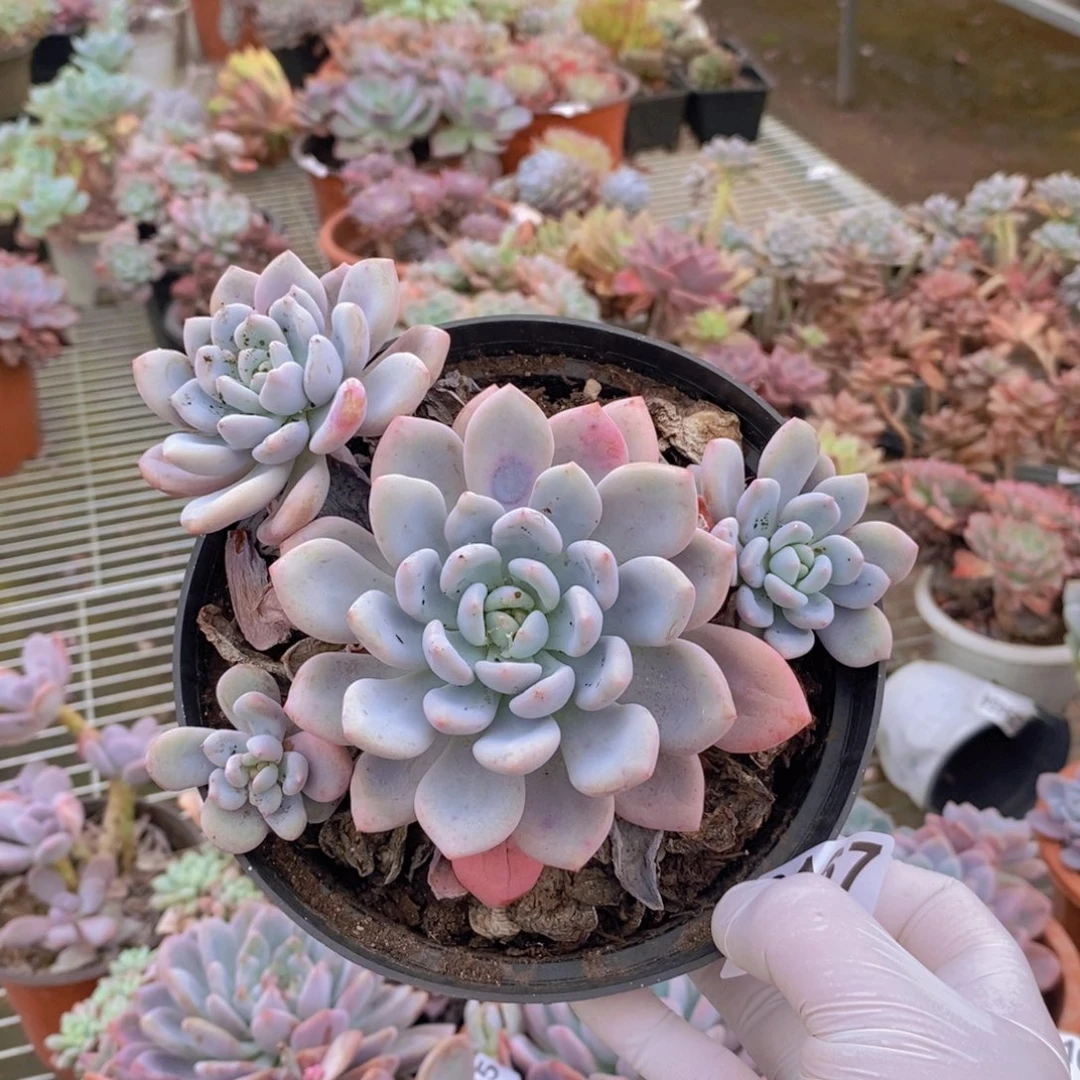 9167奥普琳娜一物一拍