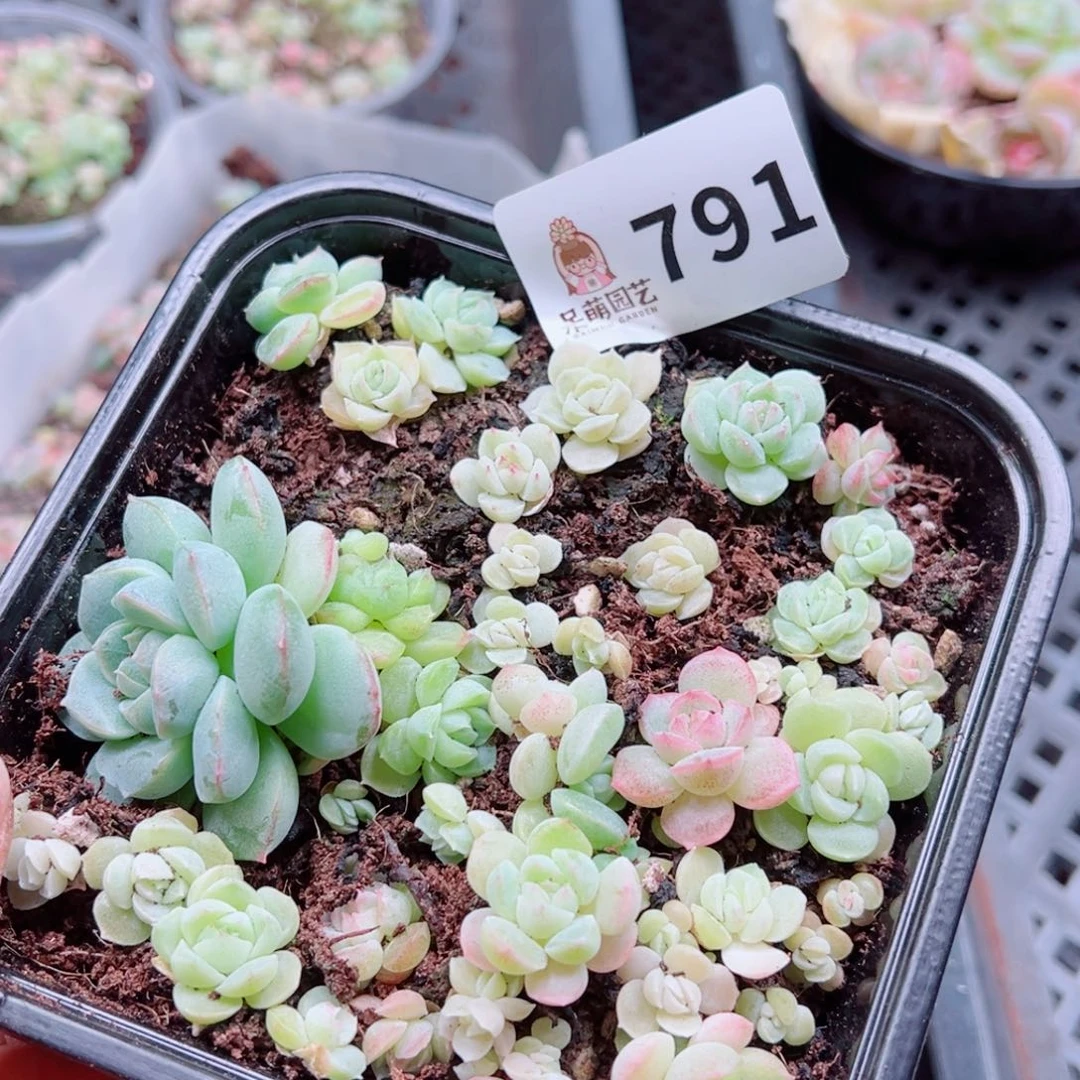 多肉植物多肉植物