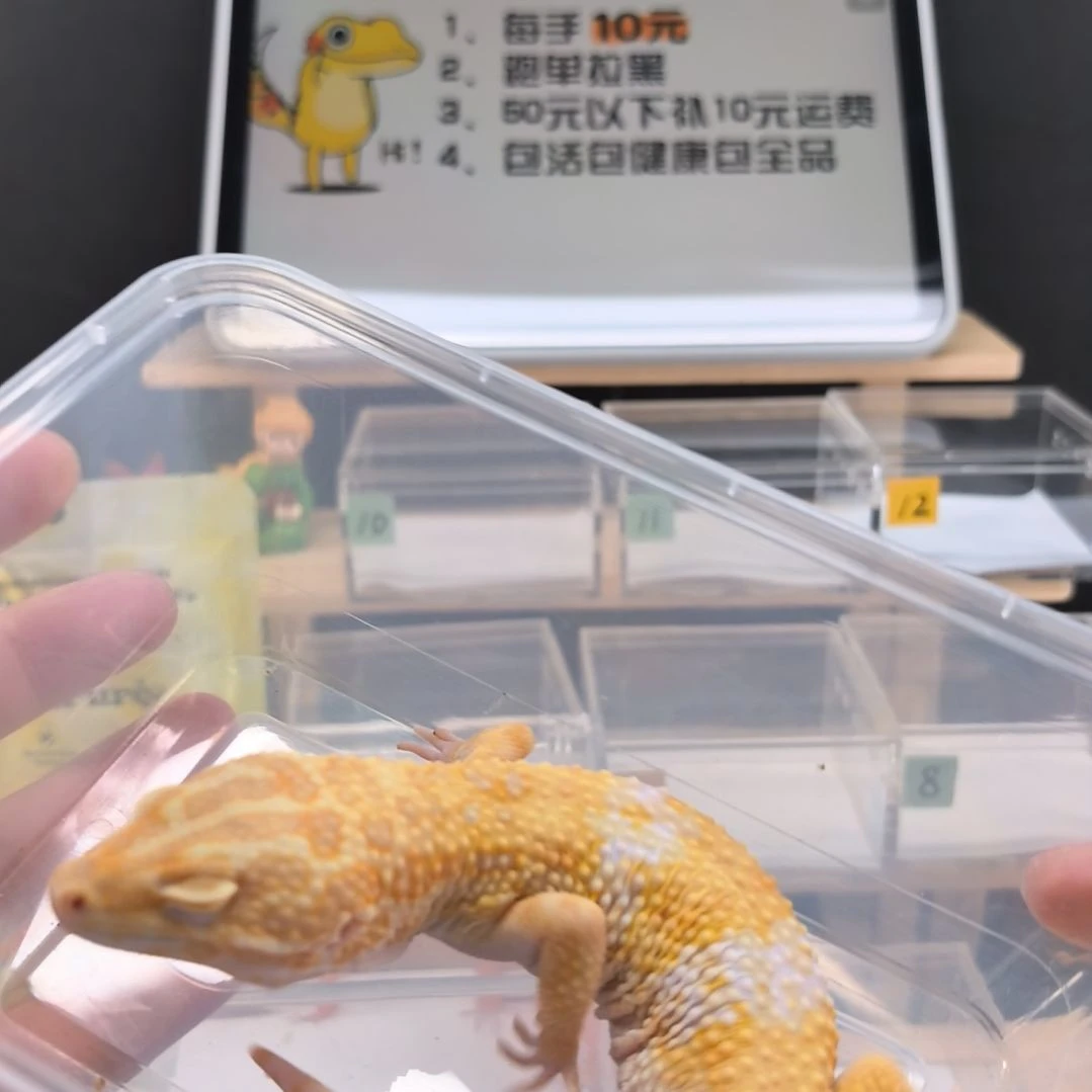 豹纹守宫川普暴龙成体公73克
