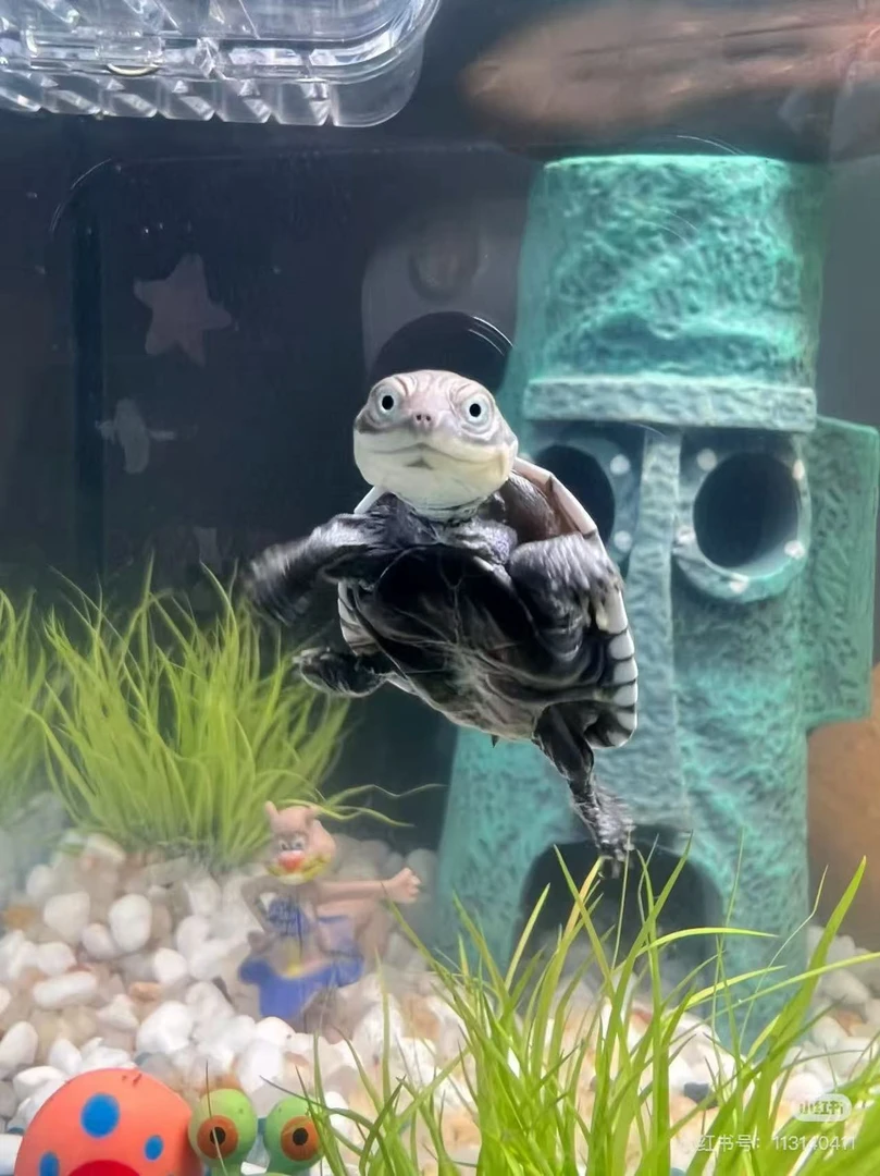 宠物龟直播间专拍一物一拍