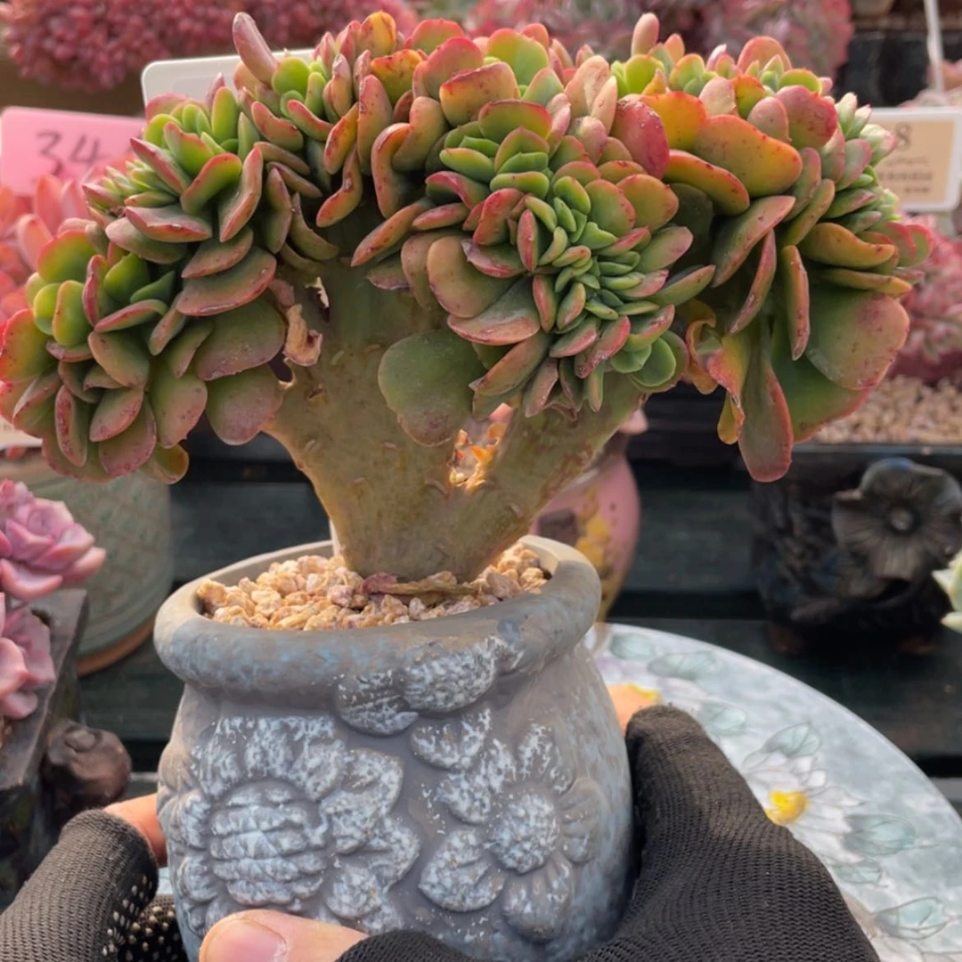 【闪购商品】红梅984