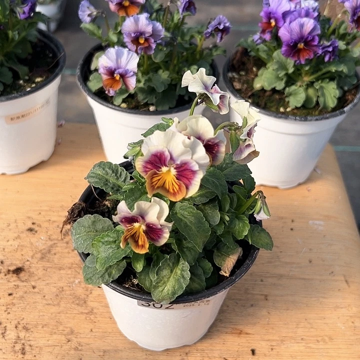 水晶抖音直播闪拍302