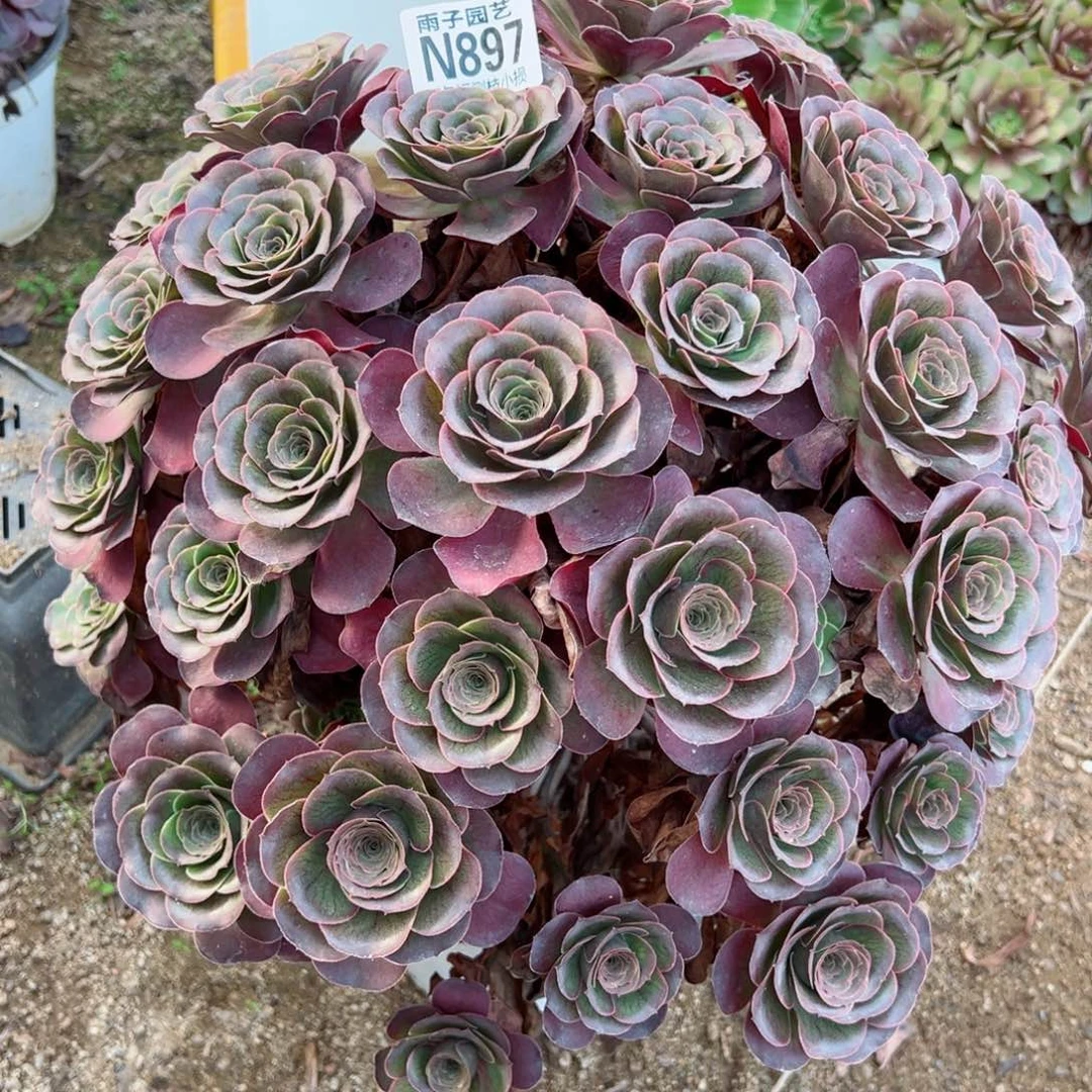 897魅金玫瑰尺寸45左右