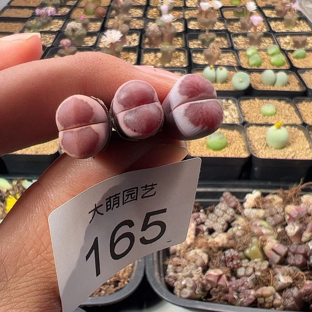 一物一拍。      165