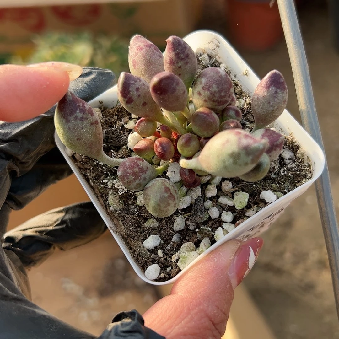 多肉植物鼓槌水泡