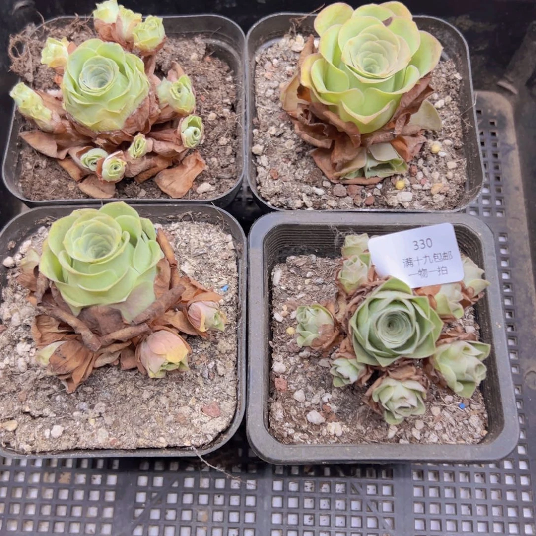 330 侧牙掉了不包损无售后