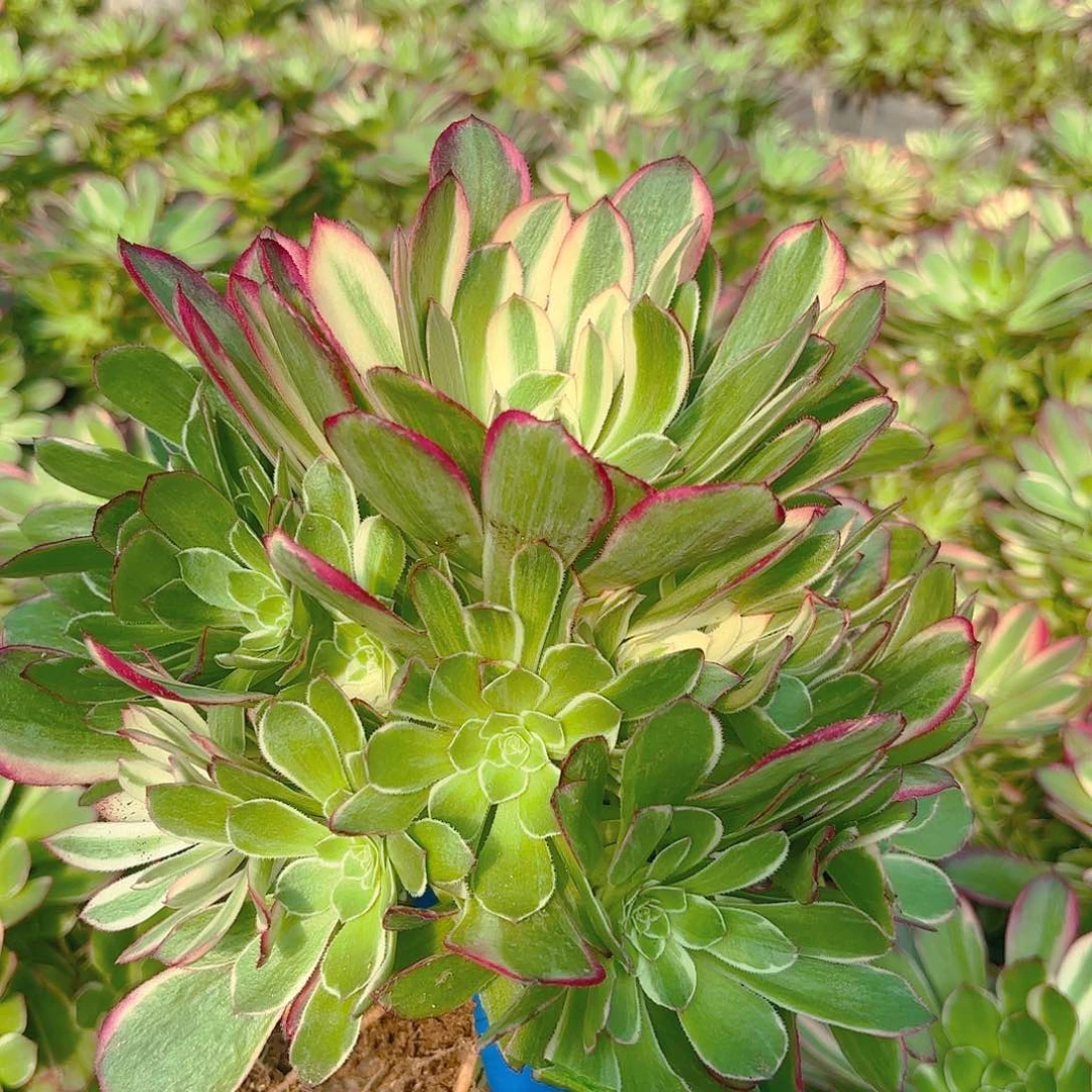 海王手捧多肉植物