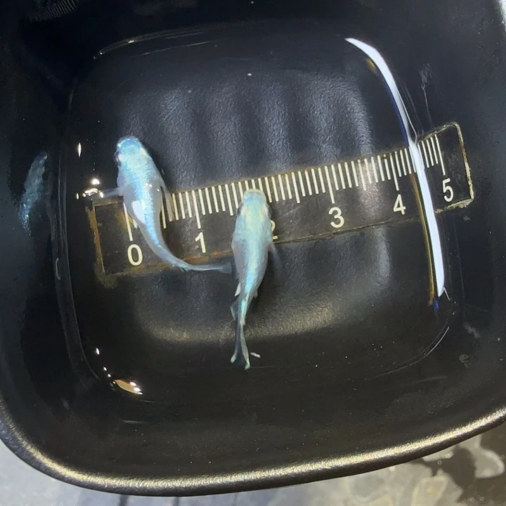 青鳉鱼5号拍品银球球